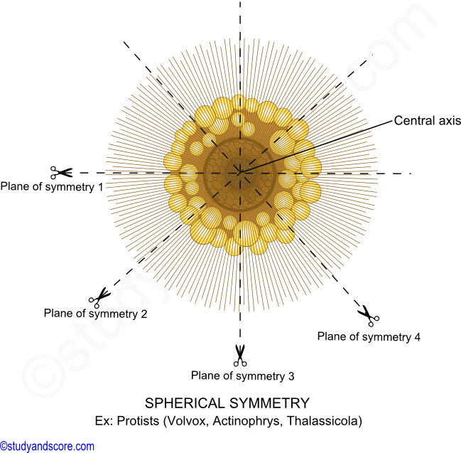 spherical symmetry, symmetry in animals, types of symmetry, protists, volvox, actinophrys, thalassicola